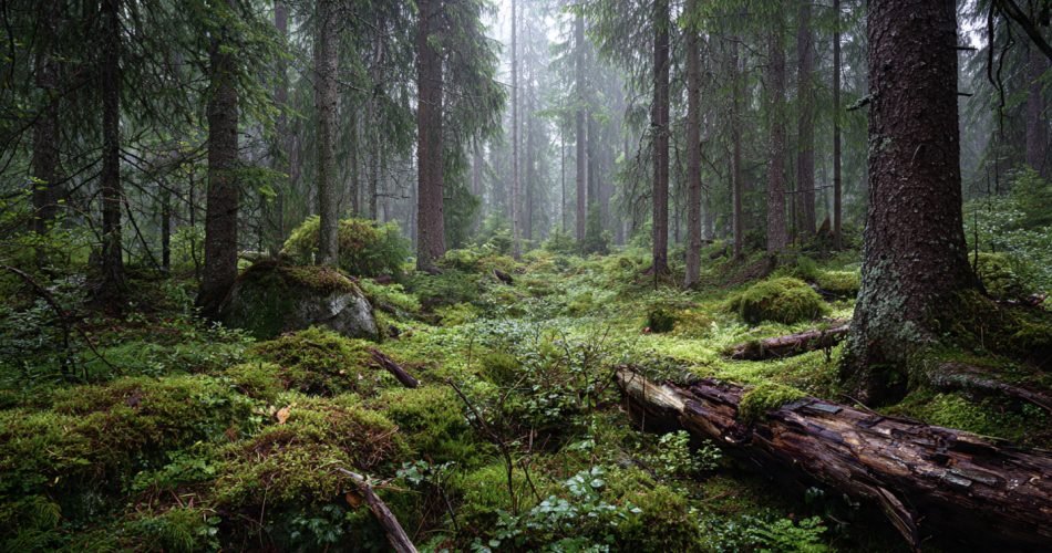 forest-regeneration-natures-renewal-create-it