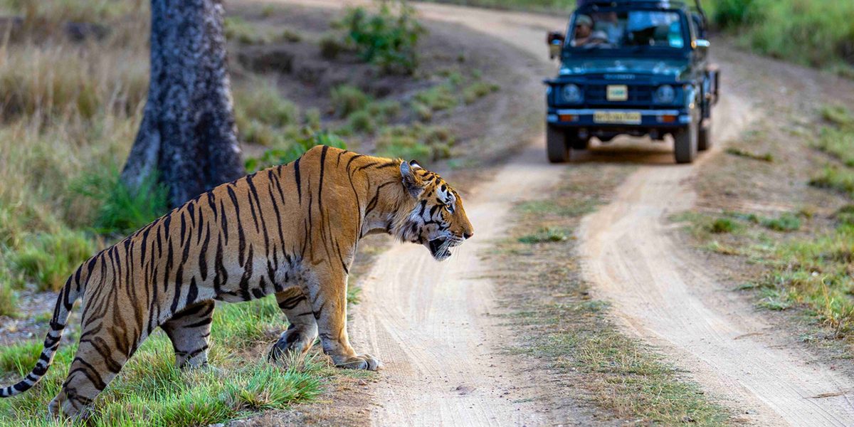 tiger copy